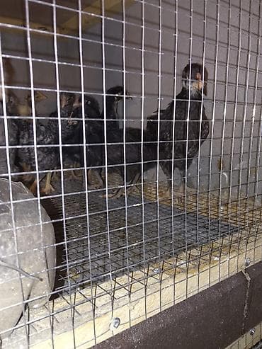 Ördəklər: Toyuq cücələri, Damazlıq — 1