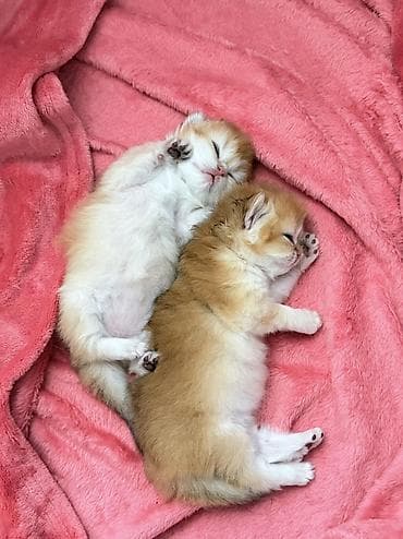 pambıq marojna: Qızıl şinşilla, Dişi — 2