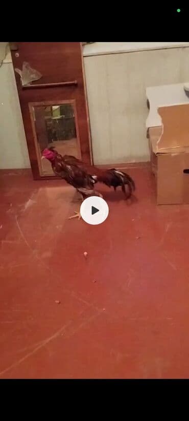 liqorin xoruzu: Məhsul: Ev toyuğu/xoruz Təsvir: - Şəkildə qırmızı-qəhvəyi rəngli — 1