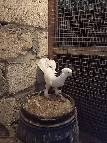 goyərcinlər: Salam təmiz ag quyrug qara boyun peçat. Ərkəy və saglamdı — 5