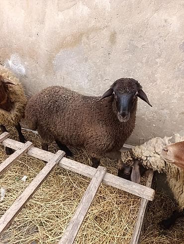 Tam sağlam heyvandir 4ayliq erkek quzudur Real alanla razilaşmaq olar