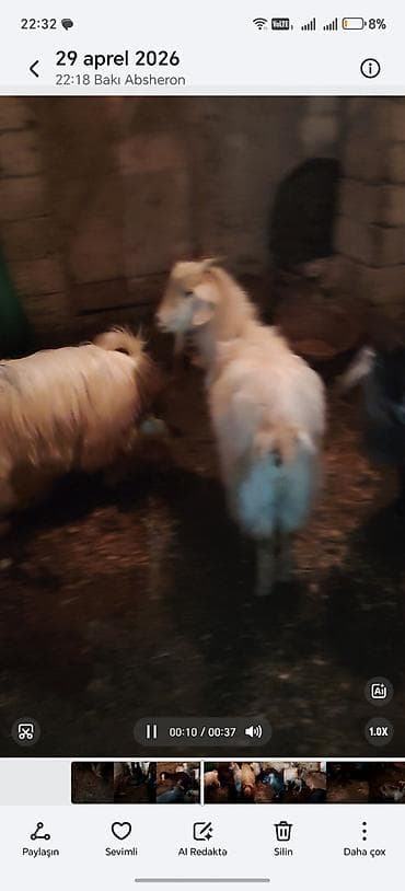 pomeranian satilir: Salam bu keciler satlır 1 erkey 2 dene bogaz 3 denesi balalı 1 subay — 4