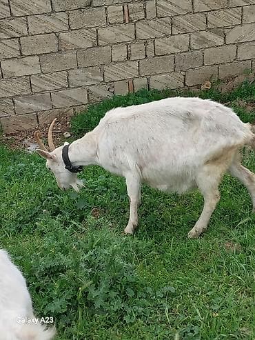 dovşan balası: Boğaz sanen Süd keçisi – ağ rəng, buynuzlu, boynunda dəri yaxalıqla. - — 4