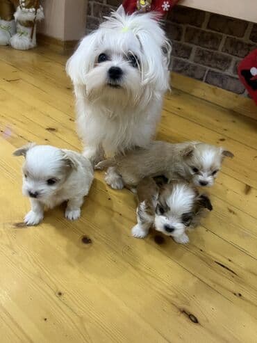 Great Wall: - Ağ, ipək kimi uzun tüklü, - Kiçik ölçülü, yüngül və ev şəraitinə — 8