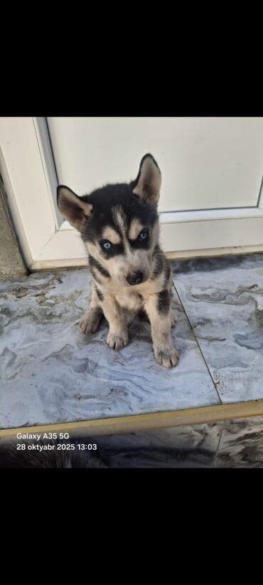 купить хаски щенка: Хаски — 2