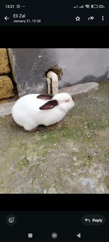 chappi it yemi: Əsl Kaliforniya sortudur — 2