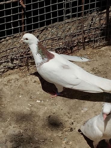 Göyərçinlər: Tutulmalaar var 5,6 dene 1ri 10m dan — 5