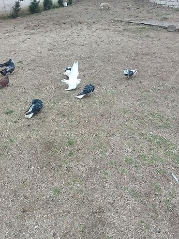 goyercinle: Öz heyvanlarımdi isteyen maraqlana biler — 3