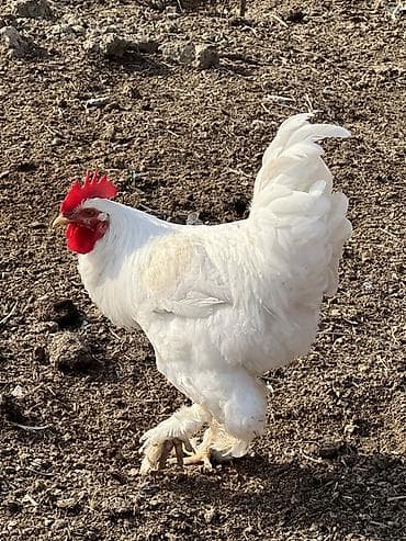 toyug xoruz: Ağ rəngli, saqqallı və ayaqları tüklü xoruz Saıam bunu özum — 7