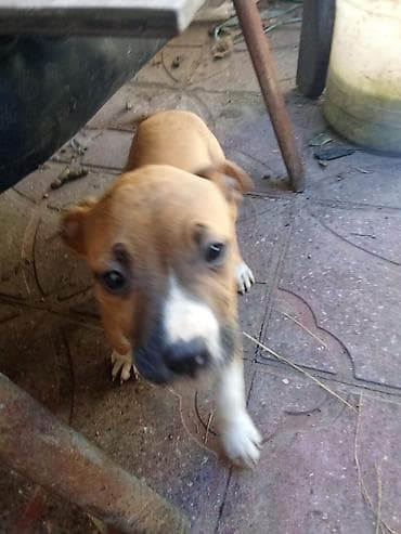 it ucun qurd dermani: Pitbul, 2 ay, Dişi, Peyvəndli, Ünvandan götürmə — 1