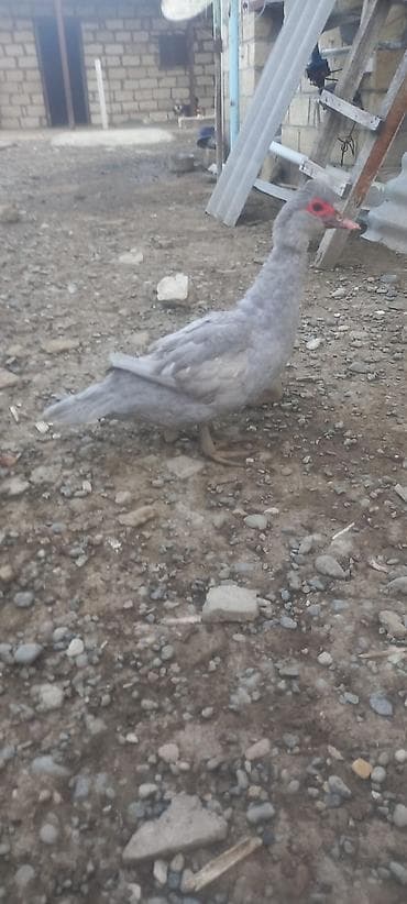 qaz ve ordek satisi: Erkək, | Lal ördək, Damazlıq — 2