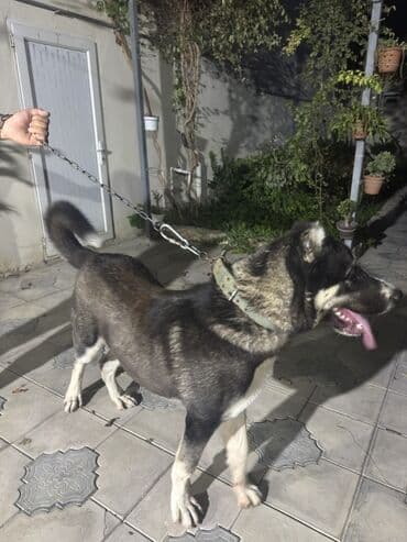 it alanlar: Qurdbasar, 8 ay, Erkek, Peyvəndli, Ünvandan götürmə — 4