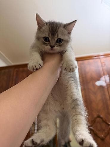 pişik blender: Tabbi, Erkək, Yaxşı əllərə, Ünvandan götürmə — 9