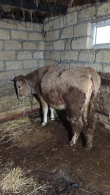 140kq əti var qısır 1 bala vermiş maldı