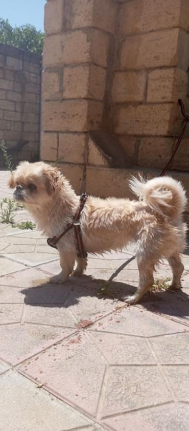 Pekines, 1 il, Dişi — 4
