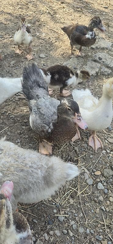 Muscovy (indi ördəyi) balaları satılır - Cins: Muscovy/indi ördəyi - lalafo.az -da Muscovy (indi ördəyi) balaları satılır - Cins: Muscovy/indi ördəyi -