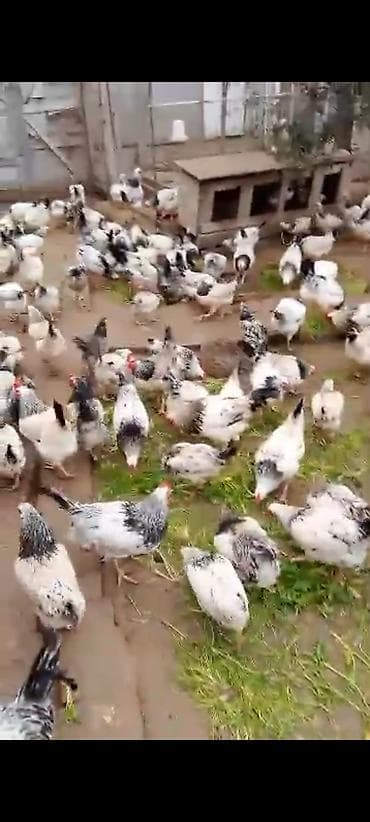 Pişiklər: Satış: Təmiz cins toyuqlar sürüsü Məhsul təsviri: - Ağ əsas rəngli — 1