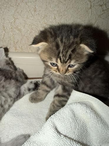 britanski pişik: Şotland — 4