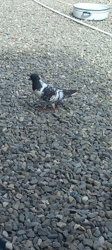 göyercin yuvası: Məhsul: Qüvvətli uçuş və baxımlı görünüşə malik ev göyərçinləri — 20