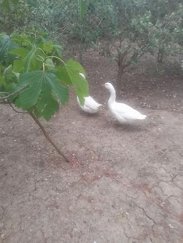 golden goose: Salam 2 əddədi biri 30 manata — 2