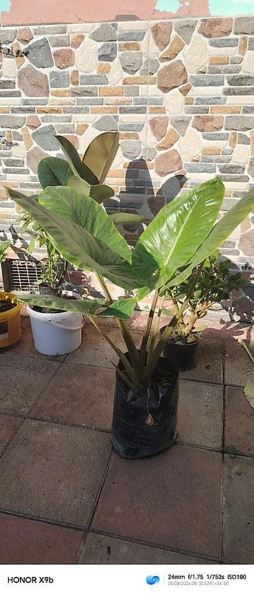şanagüllə bitkisi: Filodendron (Philodendron) – iri, parlaq yaşıl yarpaqları olan — 1