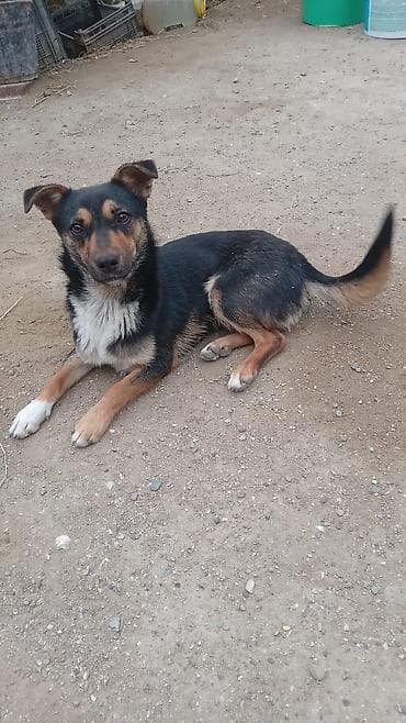 Etrafli melumat ucun zeng — 3