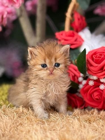 it adlari disi: Cins pişik balası – uzun tüklü, qızılı-şabalıdı rəng palitrası, yumşaq — 7