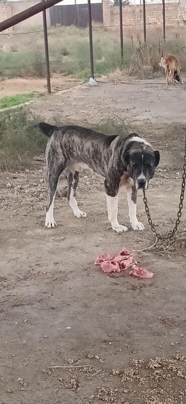 отдам в хорошие руки щенка маленькой породы: Гурдбасар, 2 года, Самец, С прививками, Платная доставка — 7