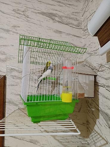 Quşlar: Dalmatin və klassik rəngli iki dalğıç tutuquşu (budaqlar üzərində) ilə — 3