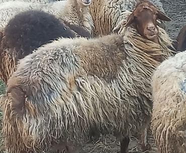 Dişi, il: 4, Ətlik, Ünvandan götürmə