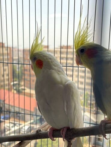 quş qəfəsi qiymətləri: Salamlar quşlar şatılir hamısı idyal vəziyyətdədirlər .vitaminləri35 — 11