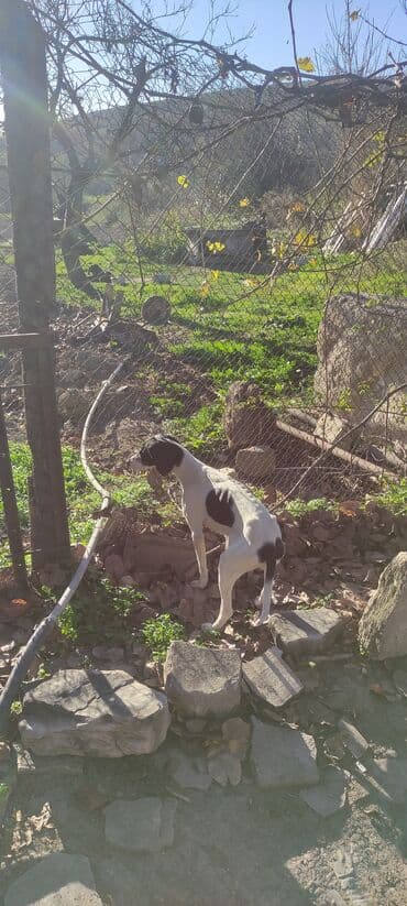 itlerin telimi: 6 ay, Dişi — 3