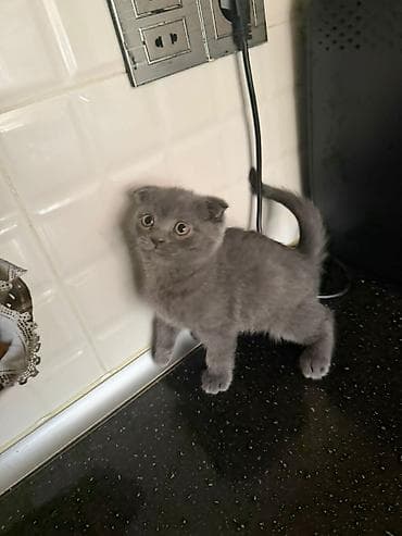 Pişiklər: Şotland yastı qulaq — 2