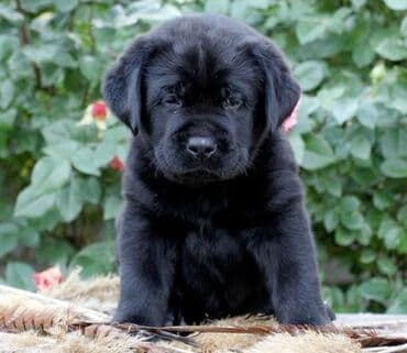 лабрадор купить: Labrador-retriver, 1 ay — 2