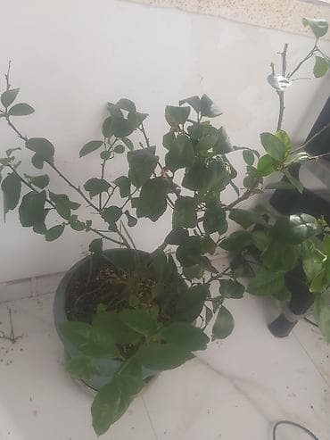 Limon ağacı. Bar verəndir