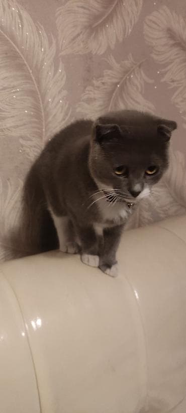 K/t heyvanları və malları: Şotland yastı qulaq — 4