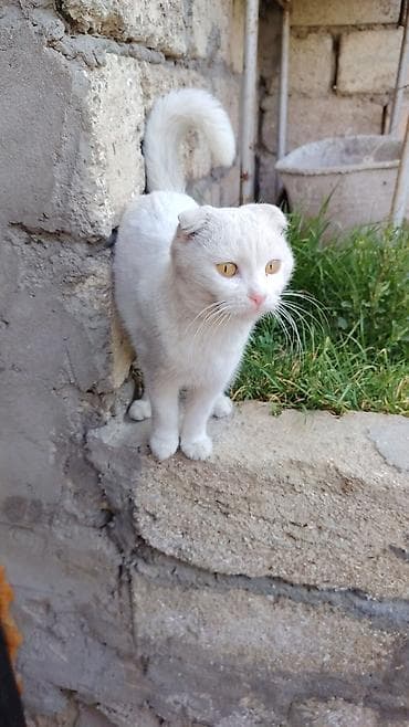 pişik cutləşdirilir: Şotland yastı qulaq, Dişi — 3