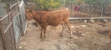 inək neçə aya doğur: 18 l süd verən maldı özüdə təzə kəlyə gəlib yaxşı yem versən artığ da — 4