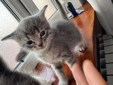 pisiy qumu: Yaxşı əllərə — 2