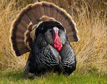 ari satilir: Erkək, Damazlıq — 1