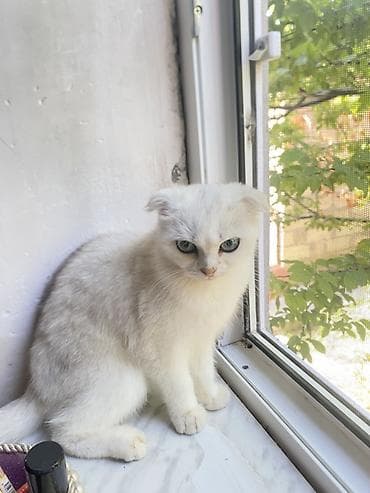 Şotland yastı qulaq, Erkək