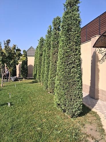 heyet qapisi: Canlı rulon qazon və landşaft abadlaşdırma xidməti - Rulon qazon — 3