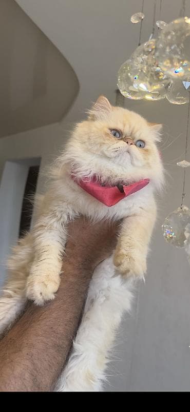 Fars, Erkək, Cütləşmə üçün