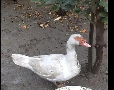 Digər heyvanlar: Erkək, | Lal ördək, Damazlıq, Ünvandan götürmə — 1