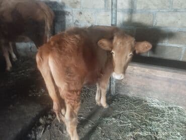 cuce satisi 2020: 2 qarın heyvandi 6 litr südü var sakit sağlam heyvandi balası dişidir — 6