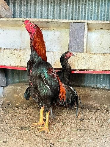 yapon xoruzları: Her qiymete var — 4