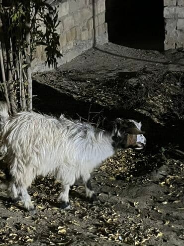 balasına sud verməyən qoyun necə adlanır: Çəpişdər satılır 2 denedi — 4