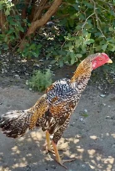 xaski gence: Şekildeki bece satılır temız qan pleymudu qızxın becedı isdeyen — 2