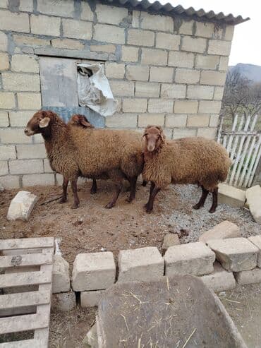 Inəklər, öküzlər: 1 𝗾𝗼𝗰. 2 𝘁𝗼𝗴𝗹𝘂 𝘀𝗮𝘁𝗶𝗹𝗶𝗿 .𝗾𝗼𝗰𝘂𝗻 2 𝘆𝗮𝘀𝗶 𝘃𝗮𝗿. 𝗧𝗼𝗴𝗹𝘂𝗹𝗮𝗿 11 𝗮𝘆𝗹𝗶𝗾 𝗤𝗼𝗰𝘂𝗻 35 — 2