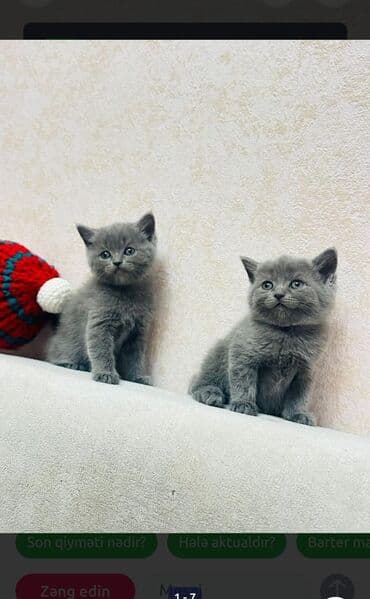 scottish fold qiyməti: Britan, Erkək, Cütləşmə üçün, Ödənişli çatdırılma — 3